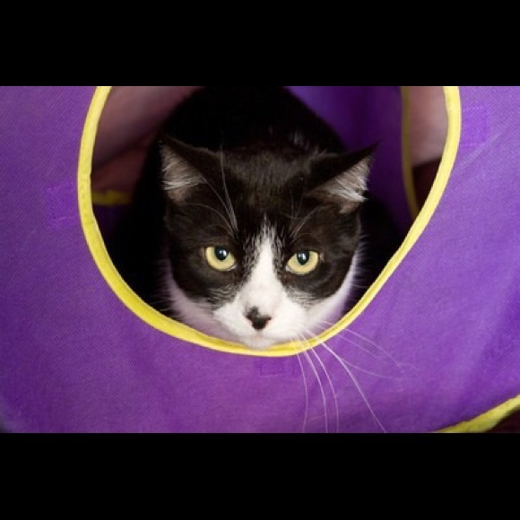 Meet your Posher, Lauren - Picture 2 of 2